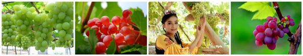 2024东疆旅游--吐鲁番旅游攻略